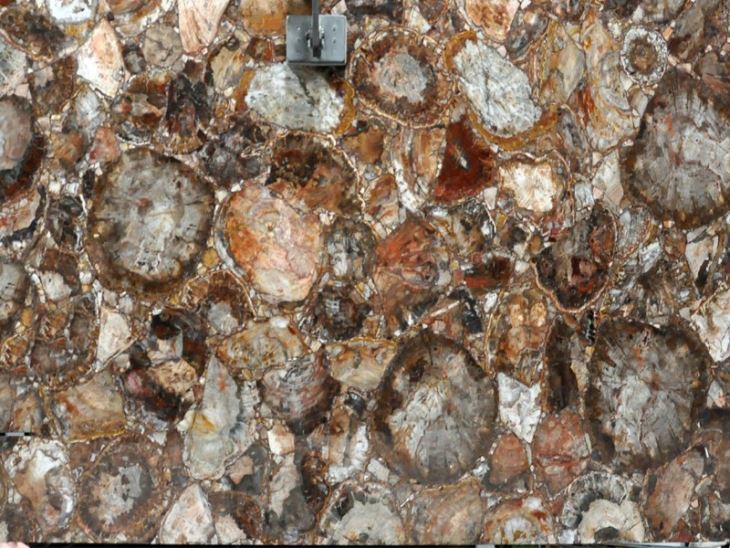 Round Petrified Wood Agate Slab Round Petrified Wood Agate Slab